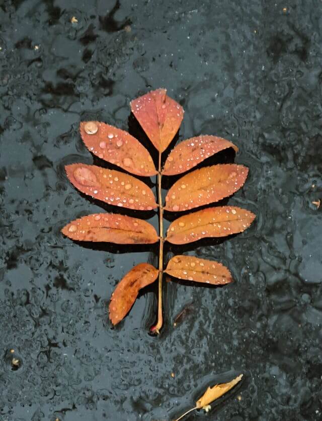Orange Autumn Leaf In The Rain